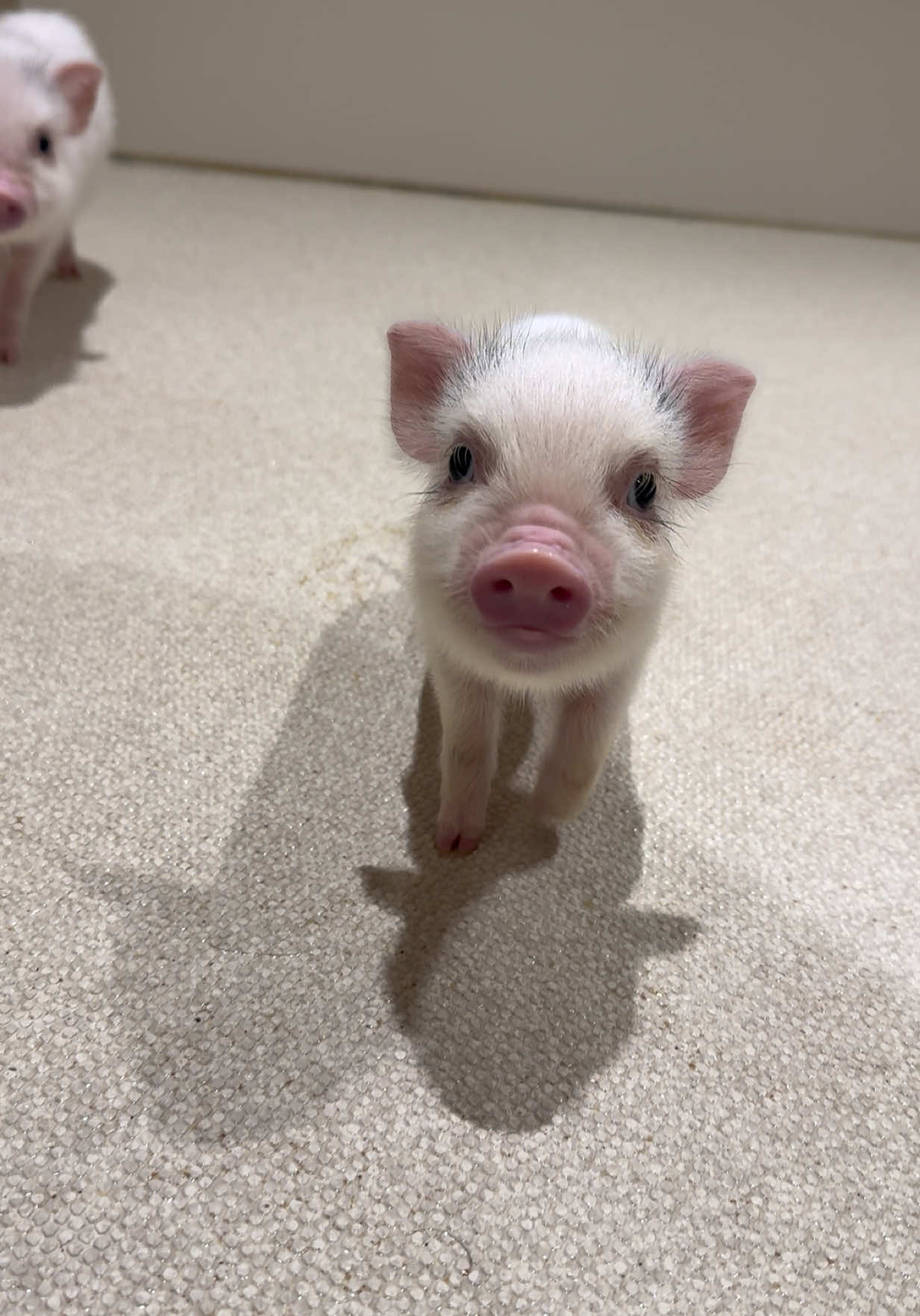 @pignic