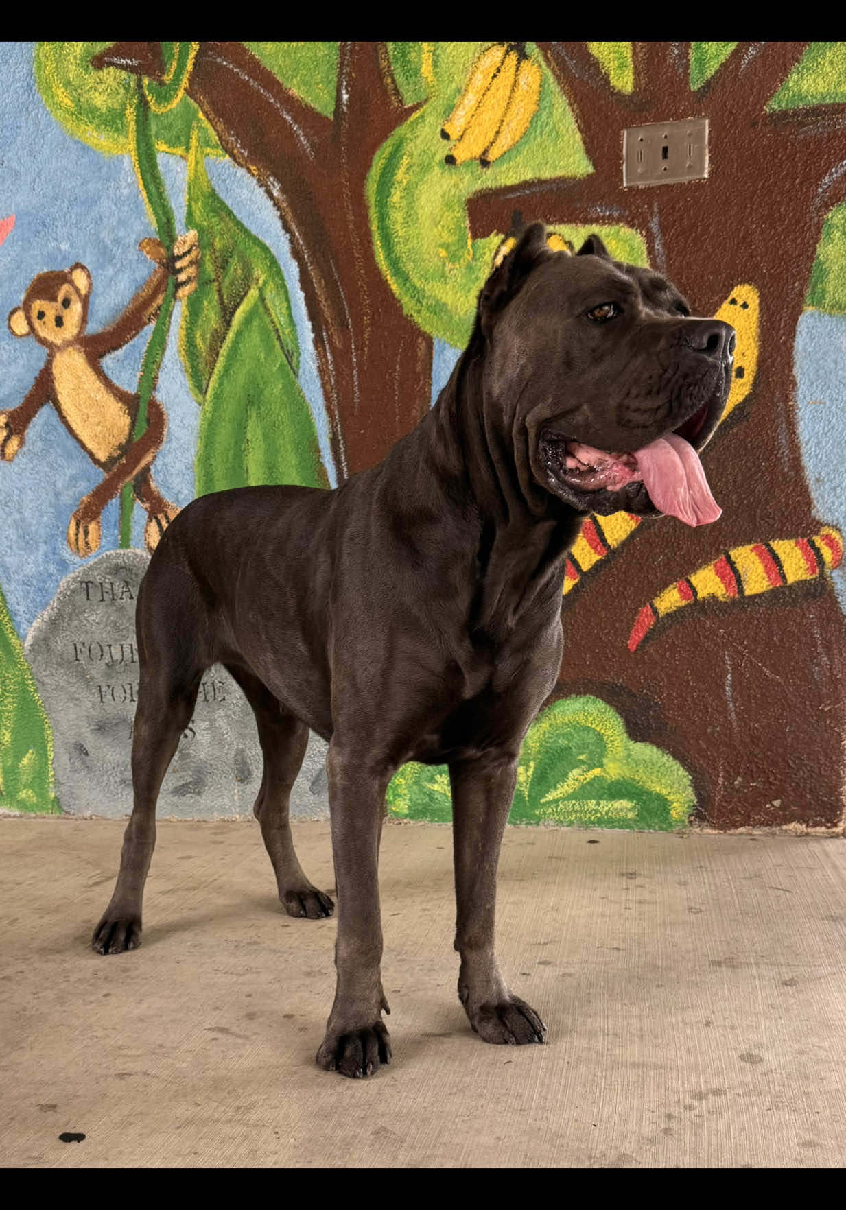 @noblepridecanecorso