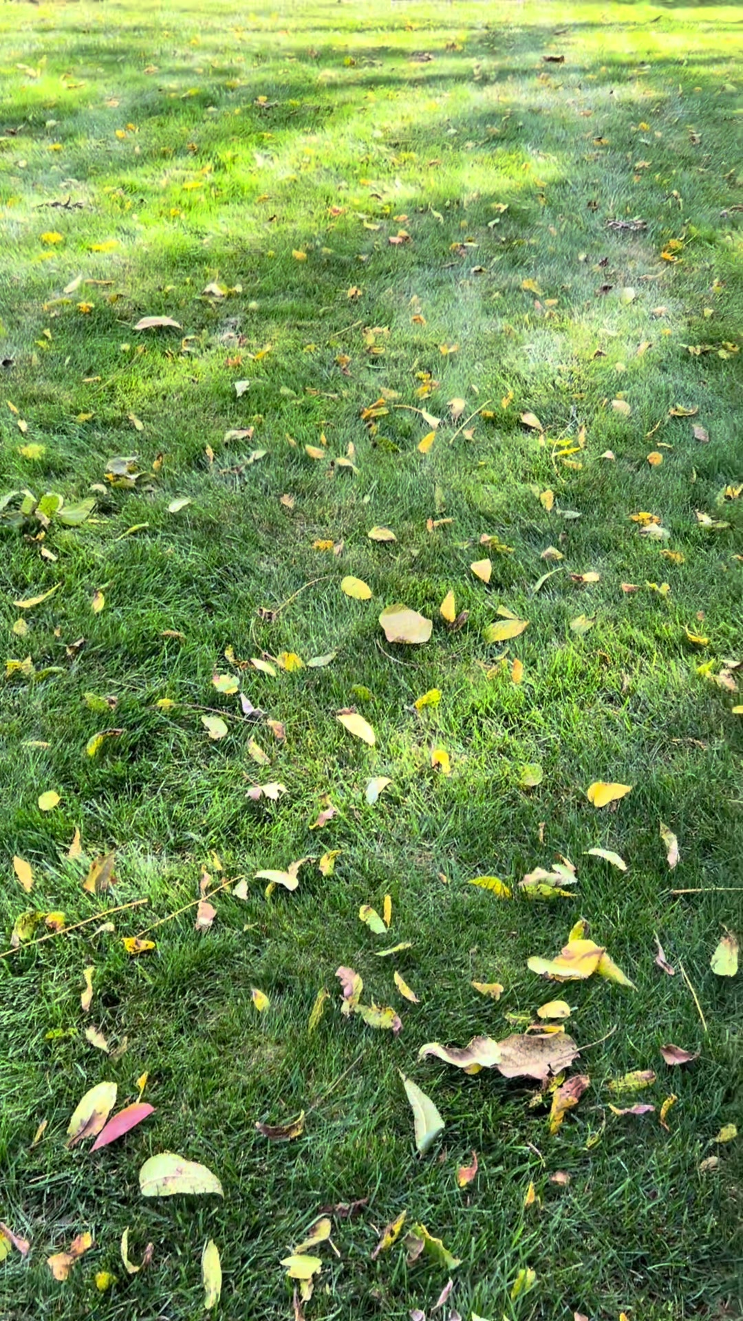 @jojo♥️autism💚garden💙dogmom