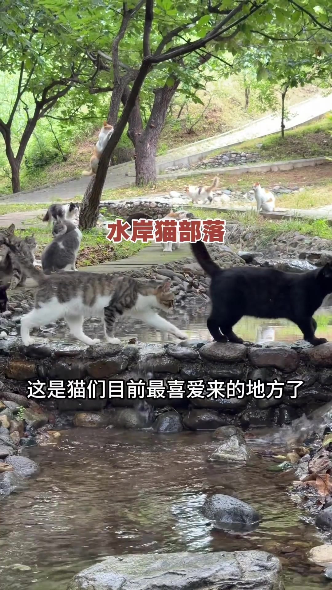 @小可爱猫猫们