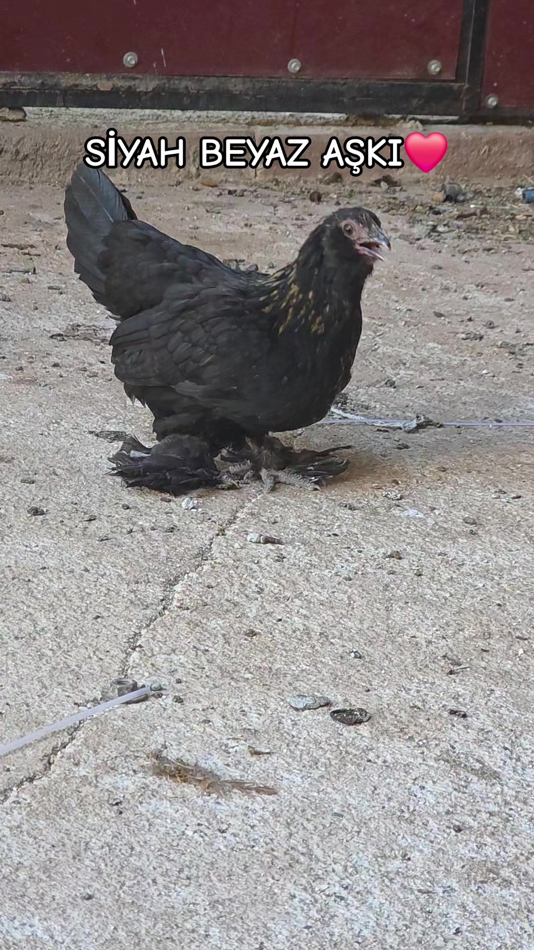 @Barbaros&Ccedil;iftliği