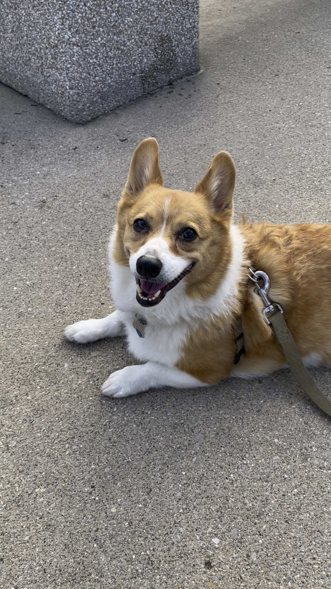 @Charlie the Corgi