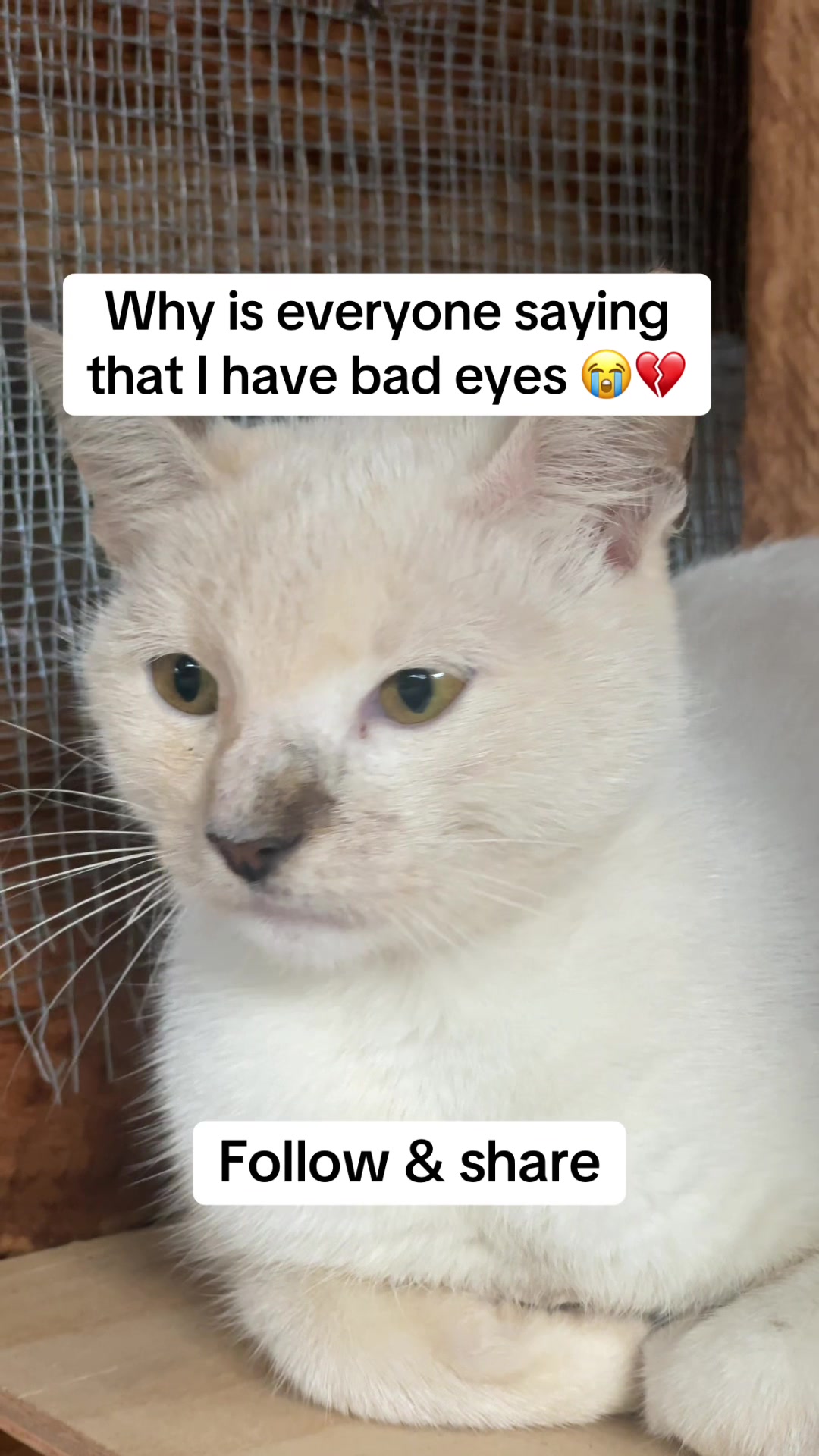 @tailspinrescue