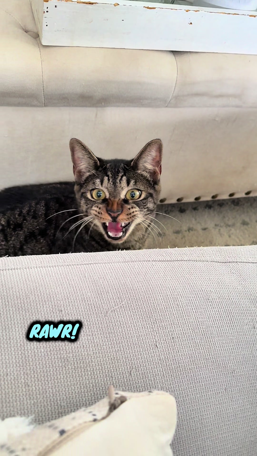 @TailsandWhiskersCo
