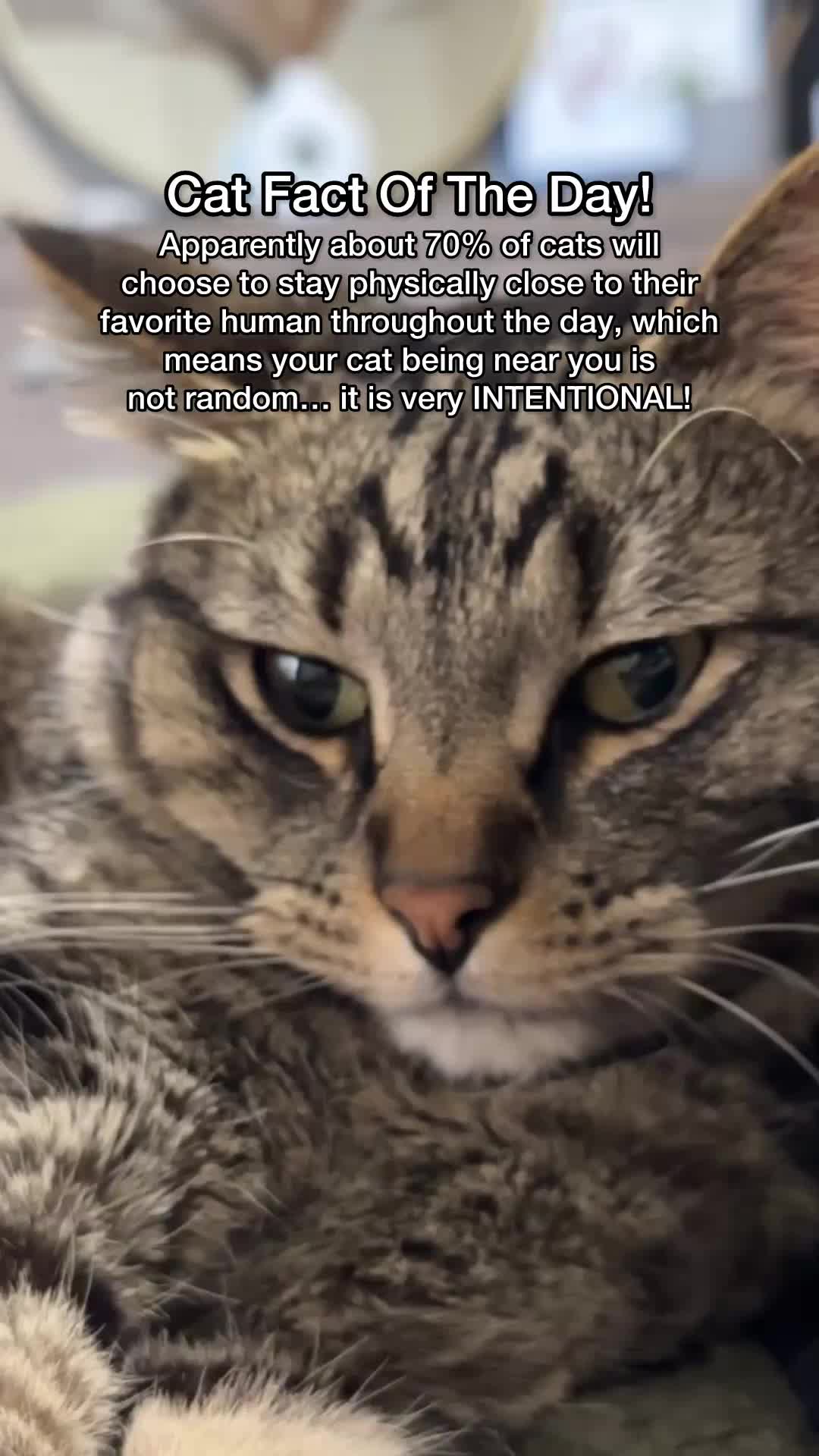 @Chip The Manx