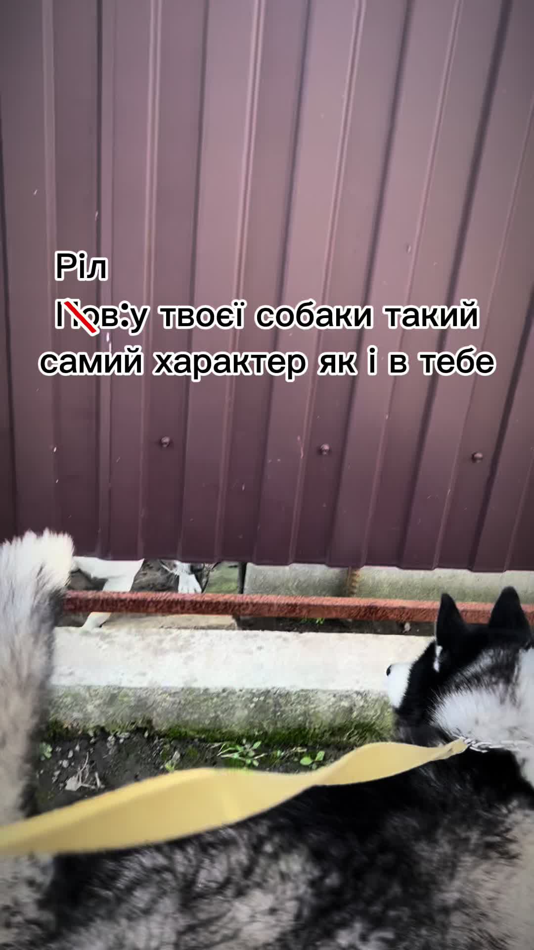 @Той самий Хаскі🐺
