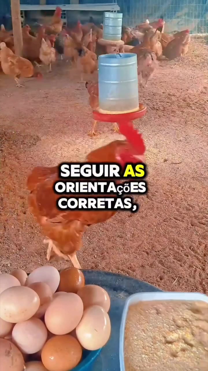 @NDIAYE-BREEDING 🐔