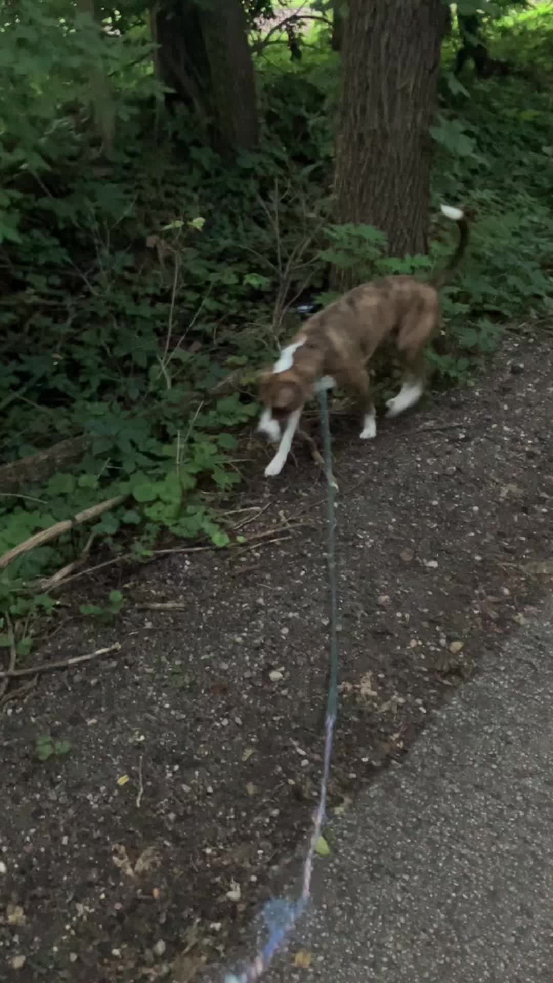 @Hikingwithstanley