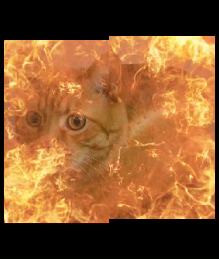 @bread_.cat