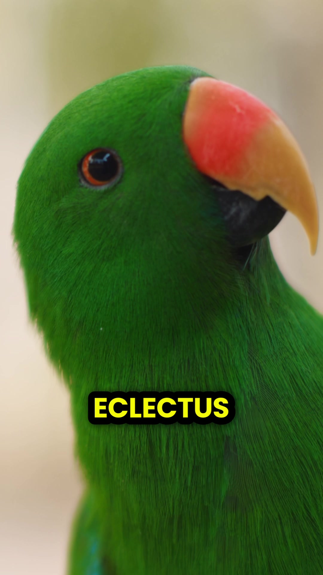 @Learn Parrots