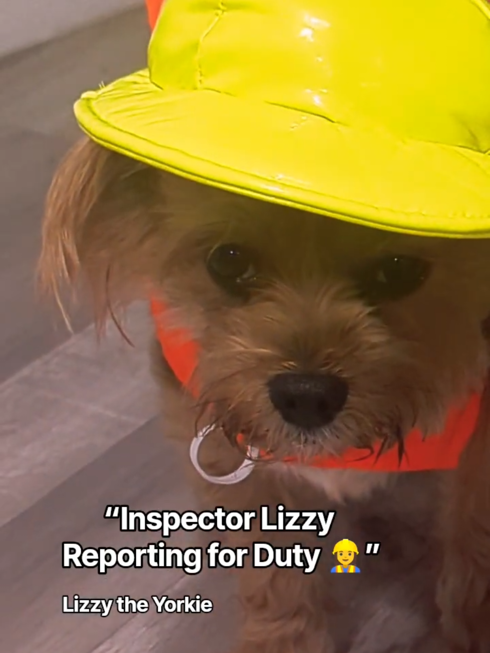 @Lizzytheyorkie
