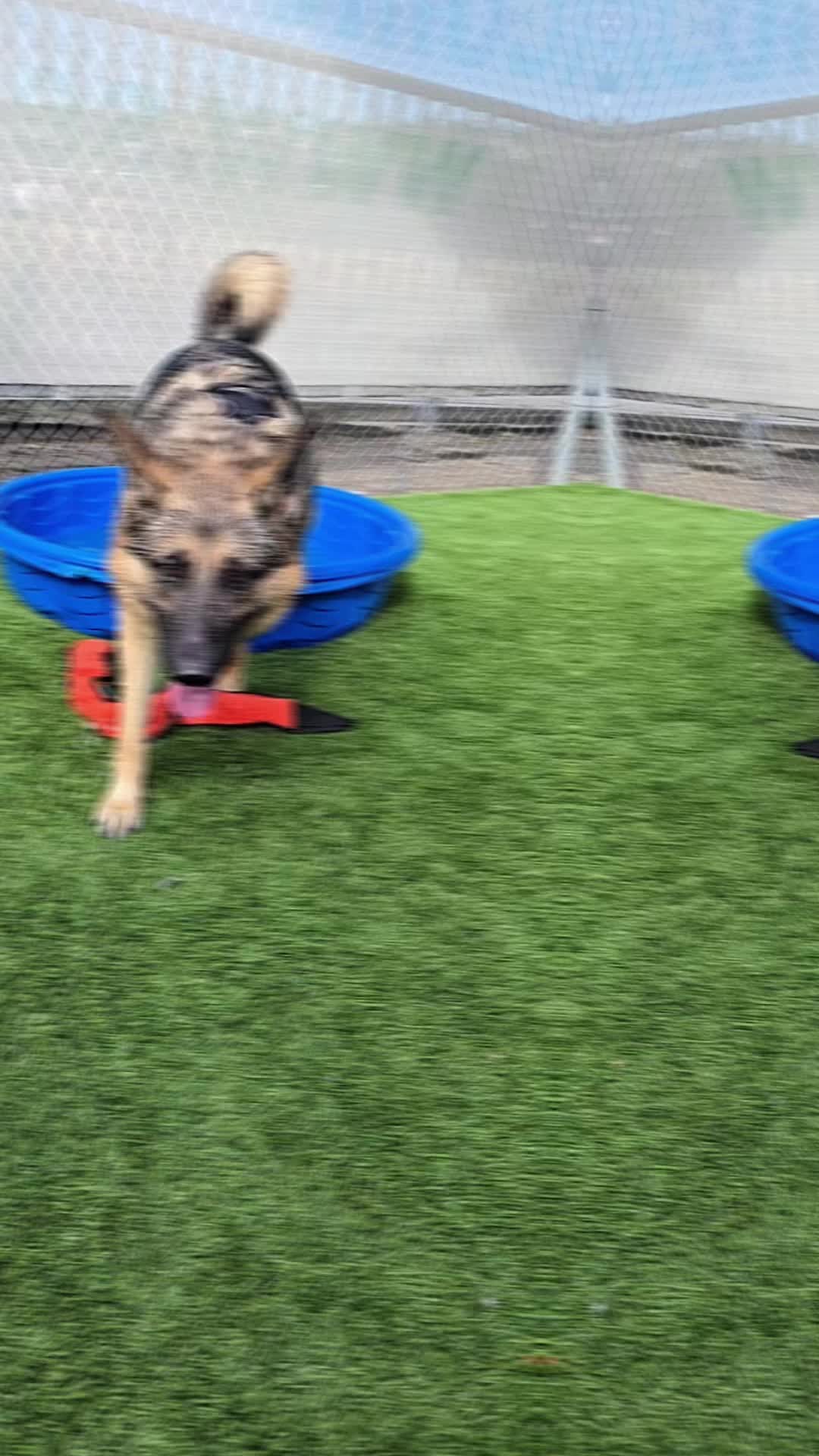 @Seattle Animal Shelter