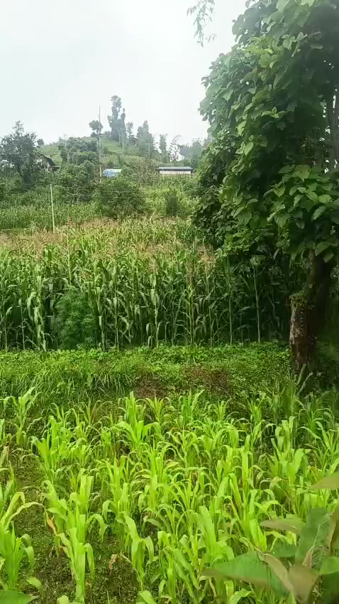 @ekaraj budhathoki