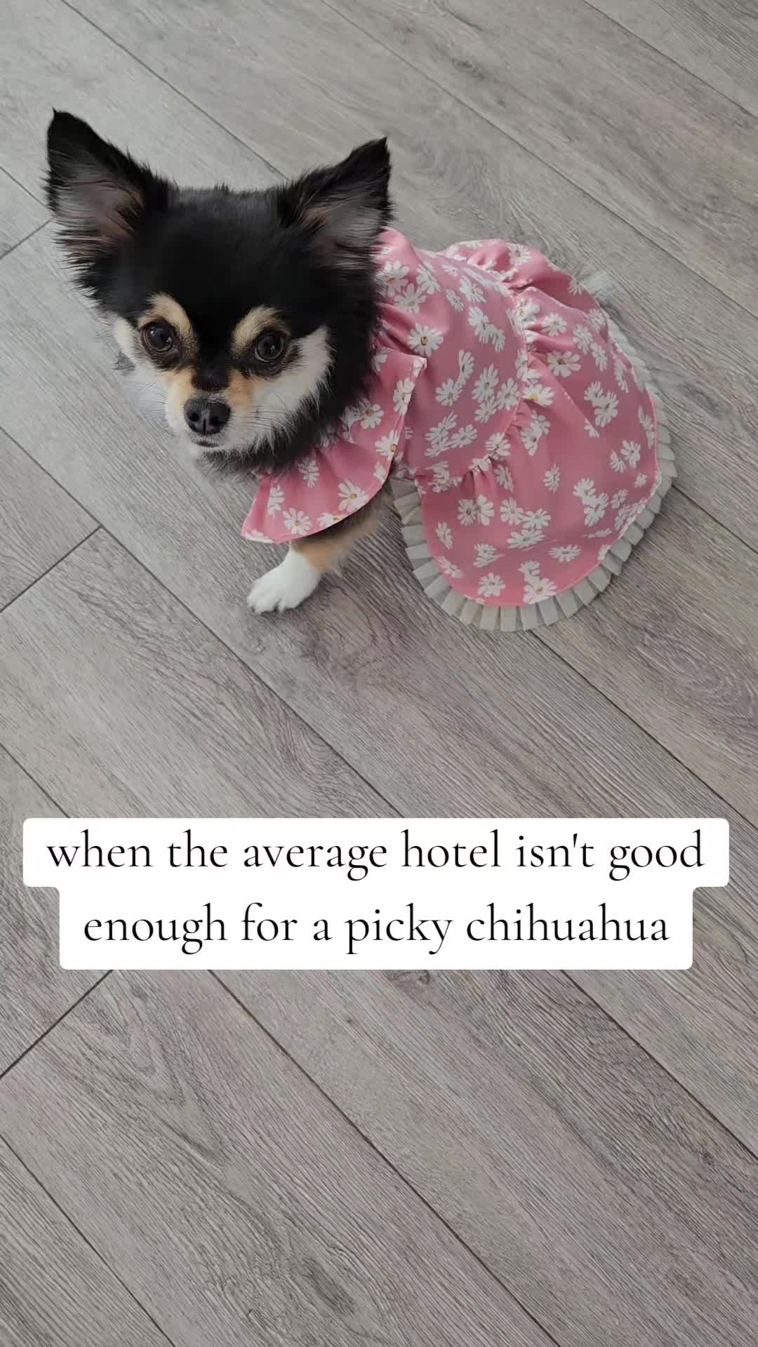 @Pawsha