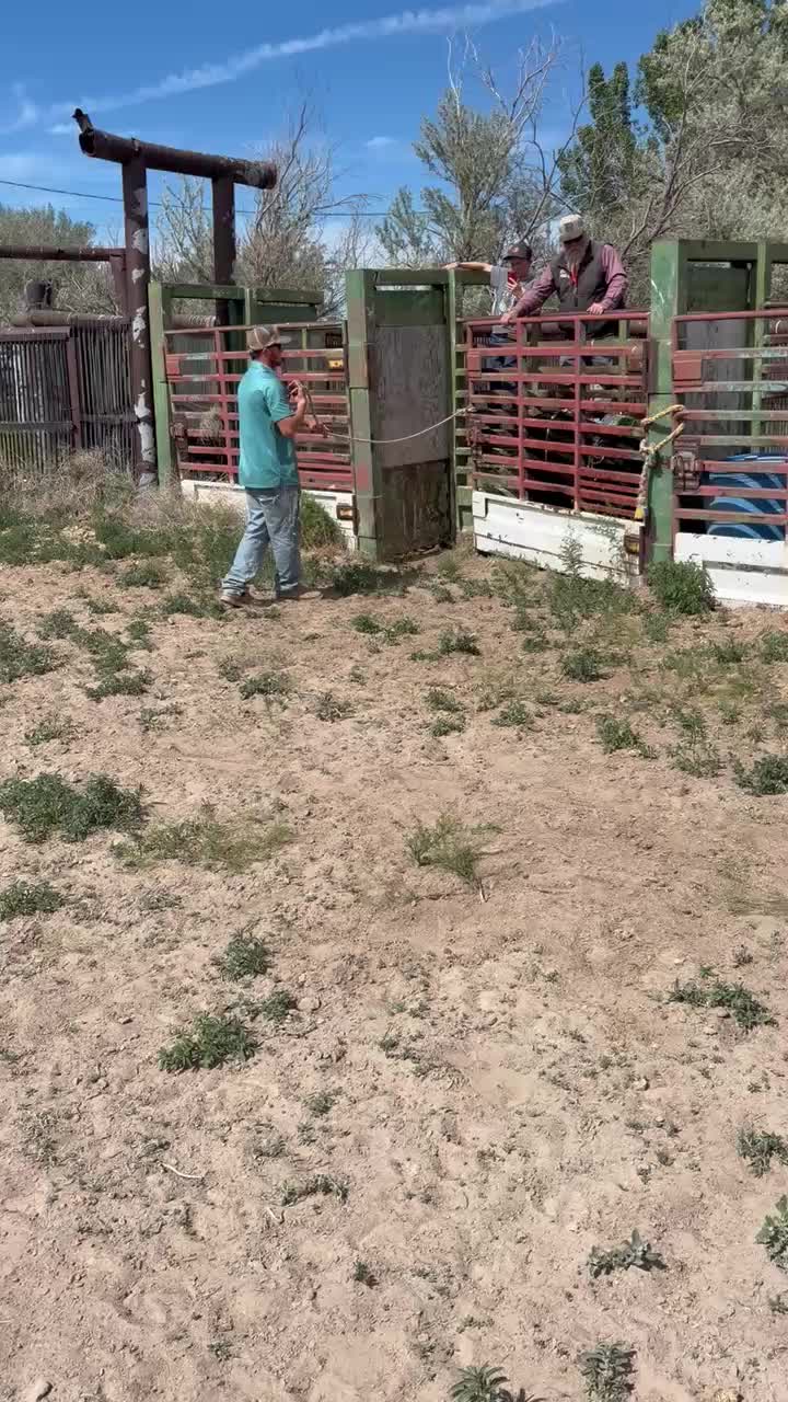 @B&G Bucking Bulls