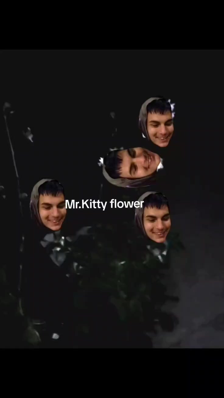 @Daily Mr.Kitty