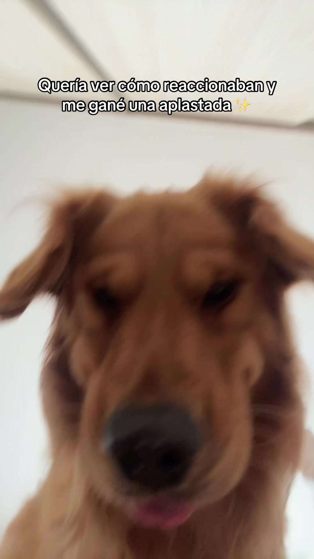 @Soy Milo 🐶