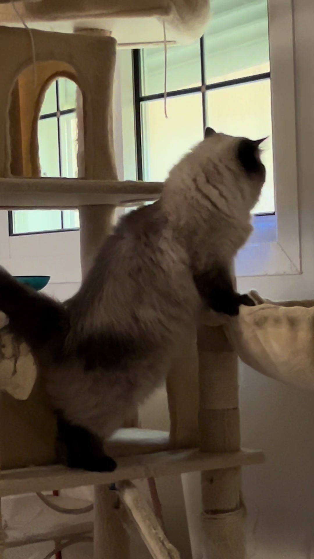 @himalayancat0