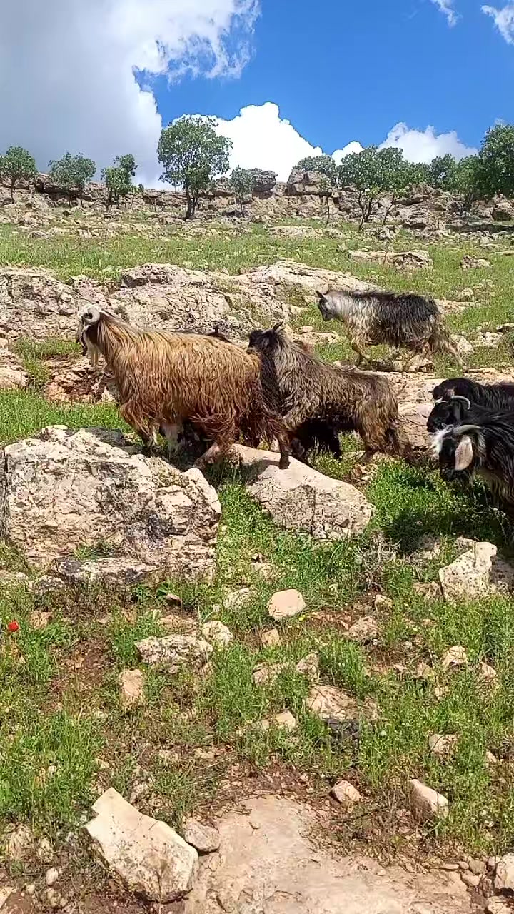 @hebun zınar
