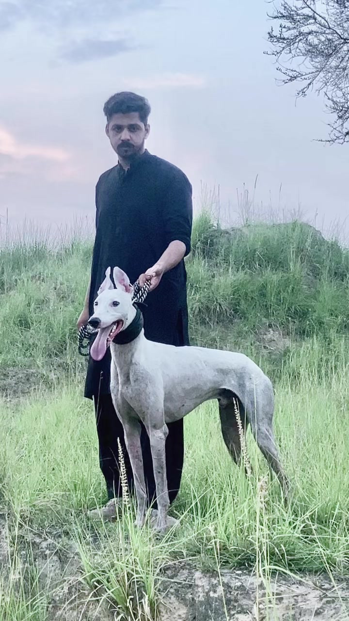 @چوہدری  حمزہ گجر🐾