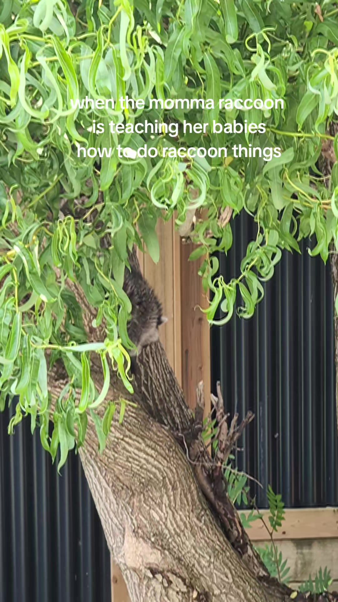 @Raccoon Drive Thru