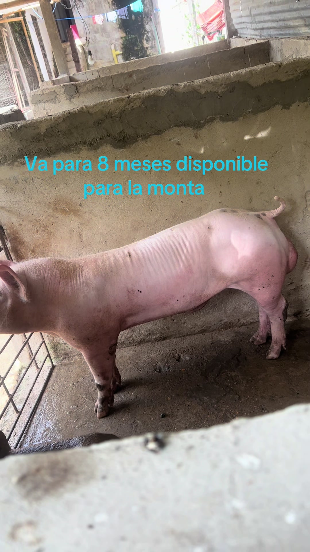 @🤍👼🥷gocho🙏🏻🇻🇪🤴🇻🇪🙏🏻