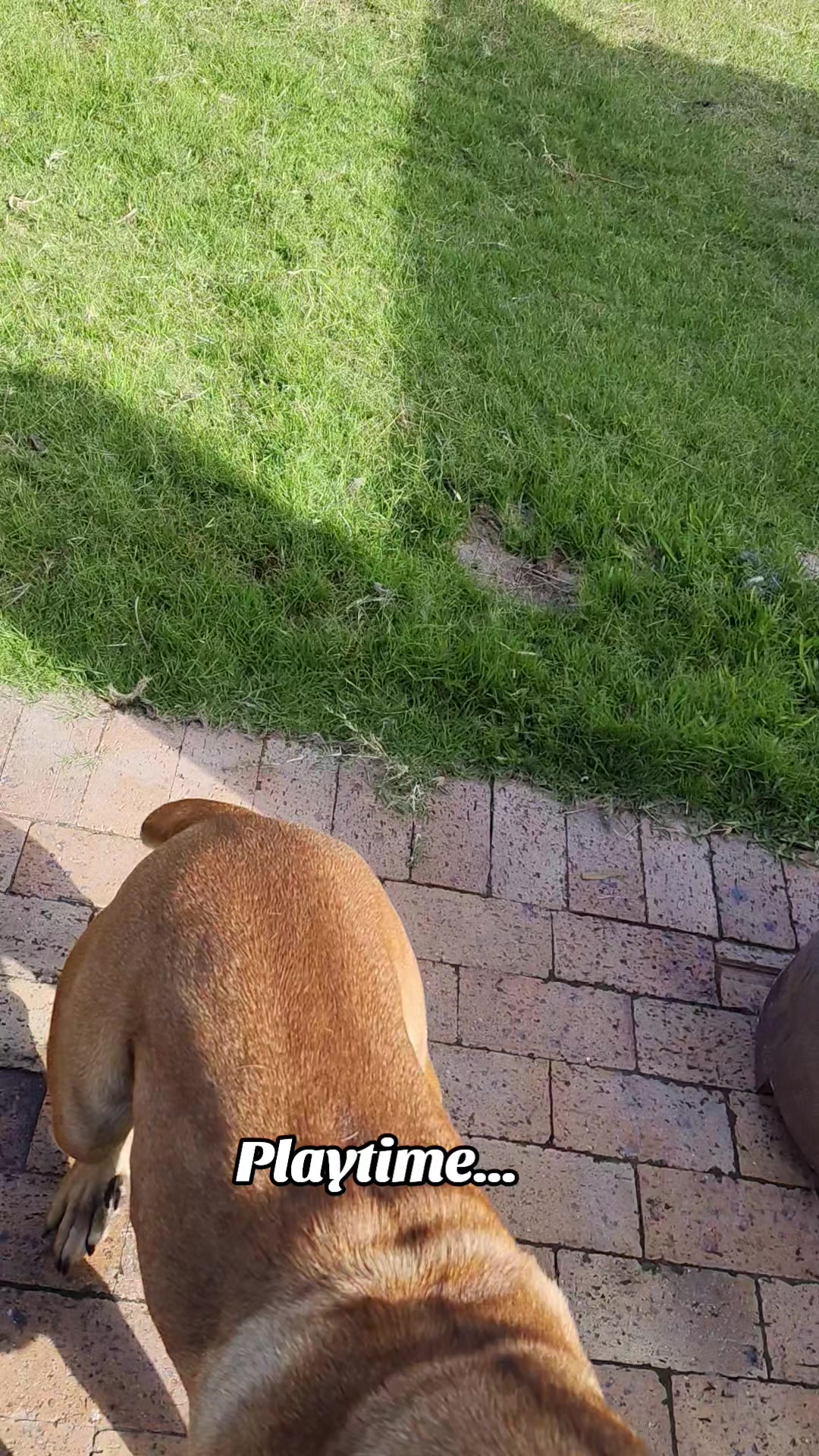 @Mishatheboerboel