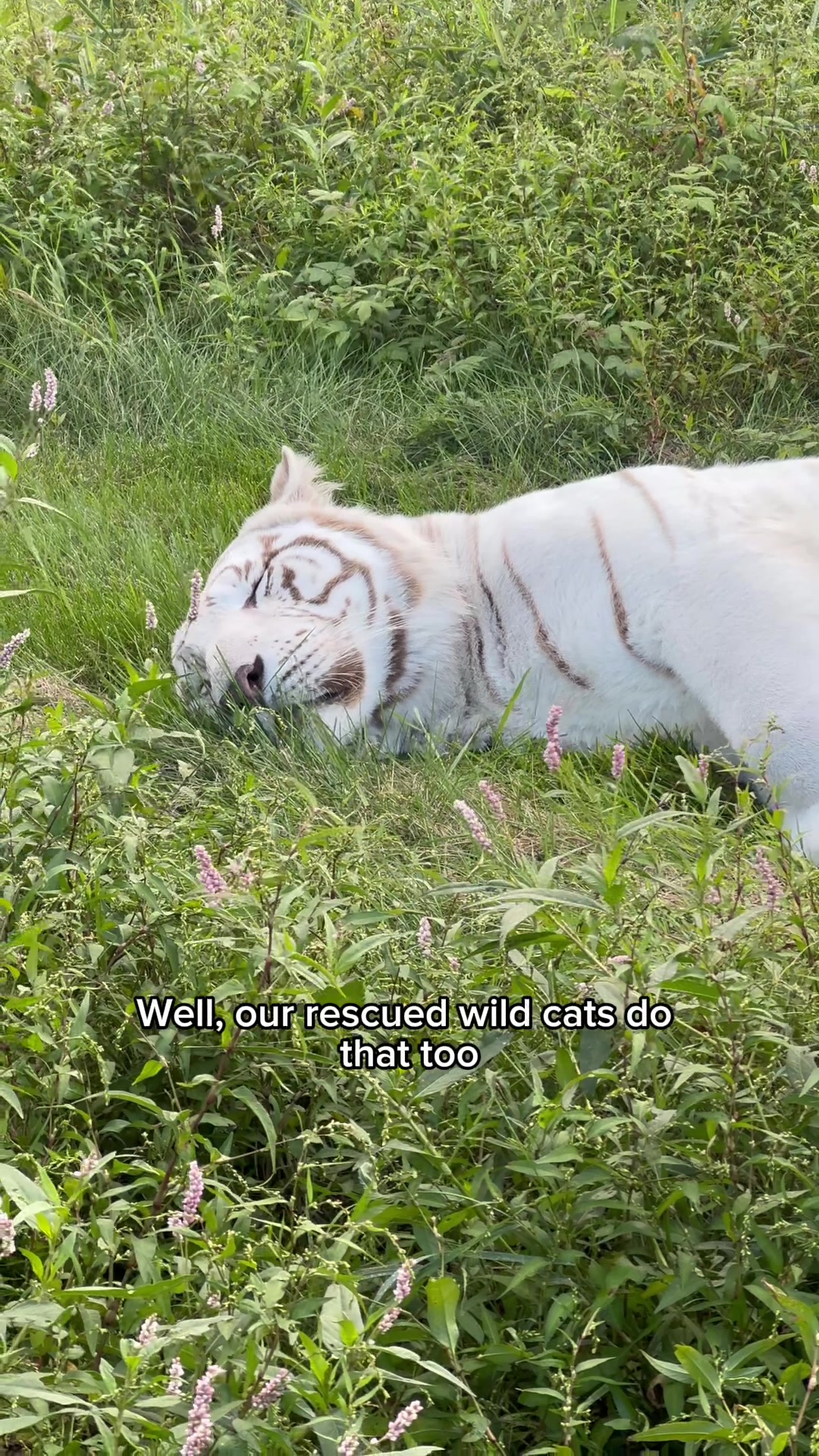 @The Wildcat Sanctuary