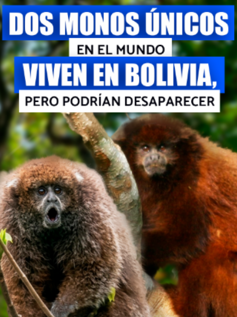@Conexi&oacute;nbol