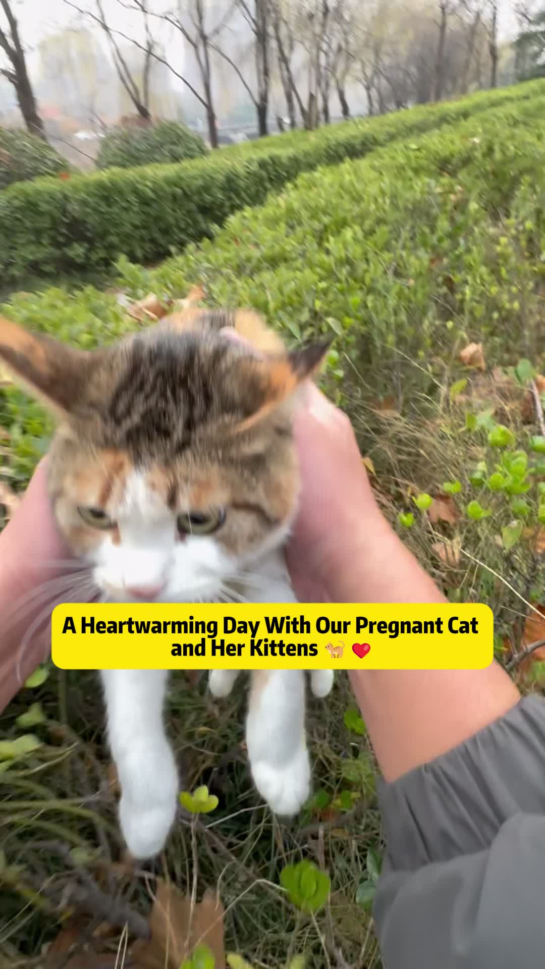 @Stray Cat Talkz