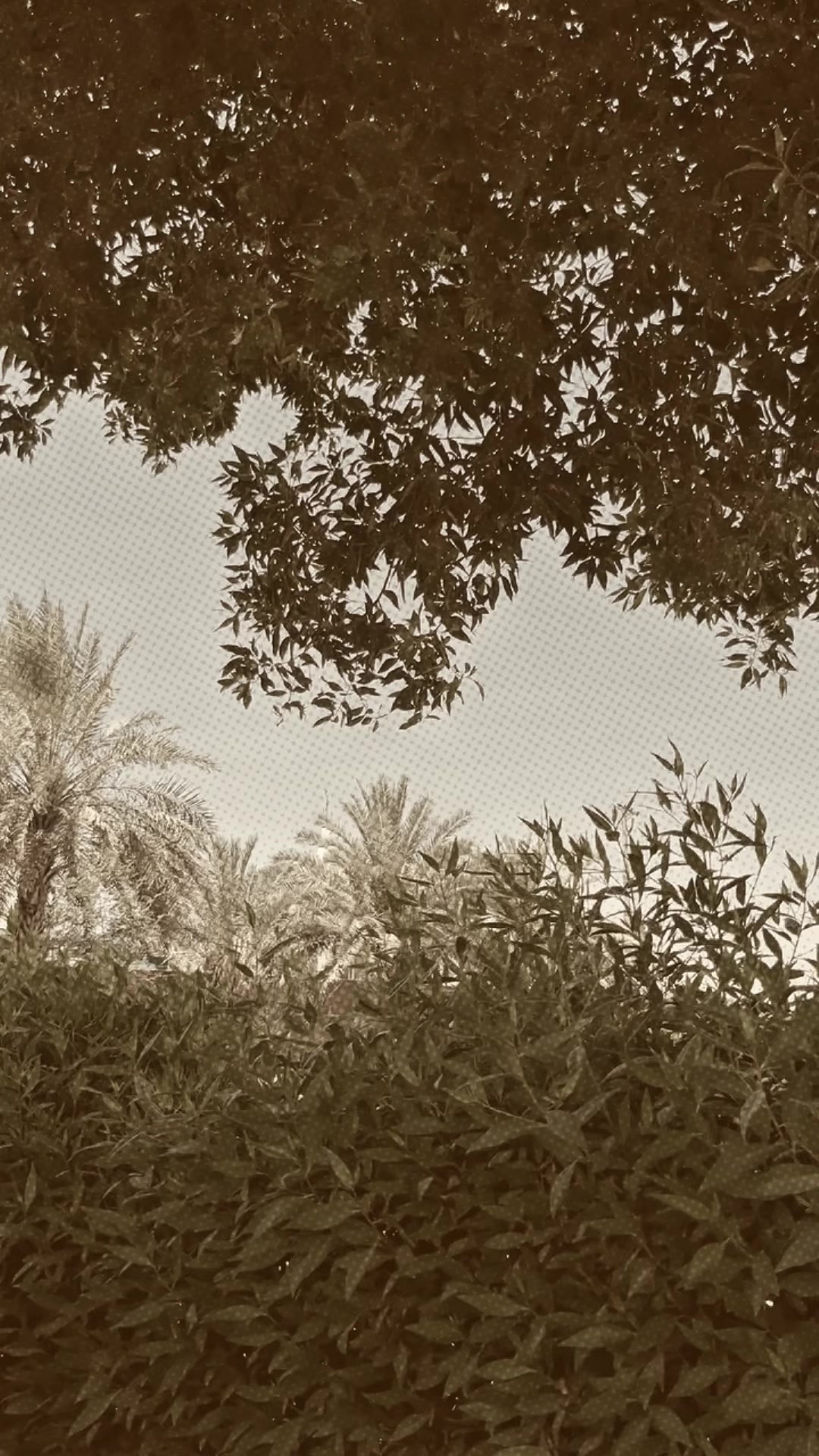 @𝑍𝑢𝑙𝑓𝑖𝑞𝑎𝑟🖤