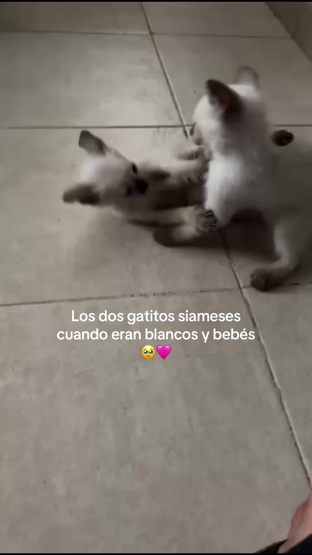 @Hermanitos siameses