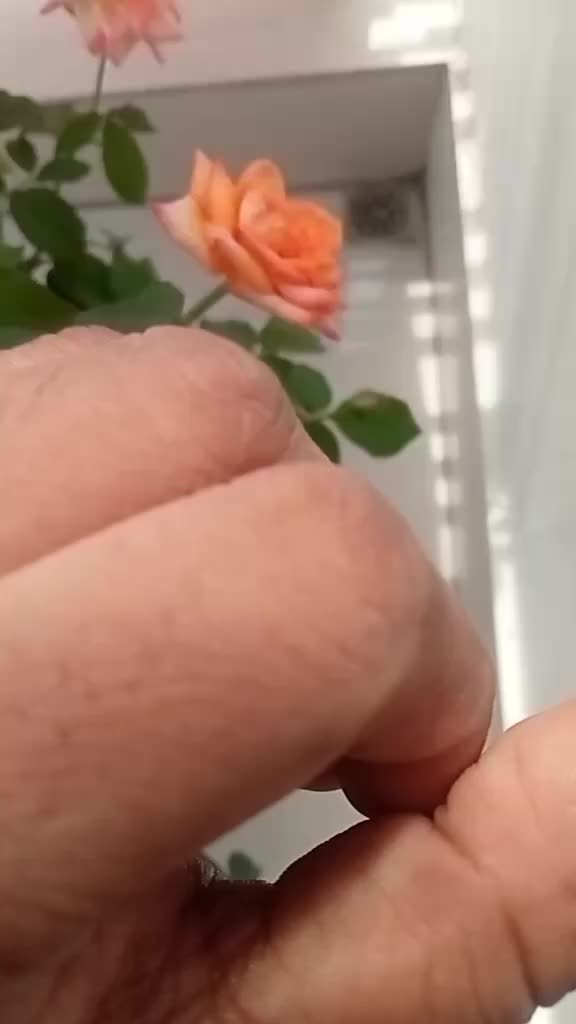 @বাবা মা বড় রাজকন্যা 🥰🥰💐