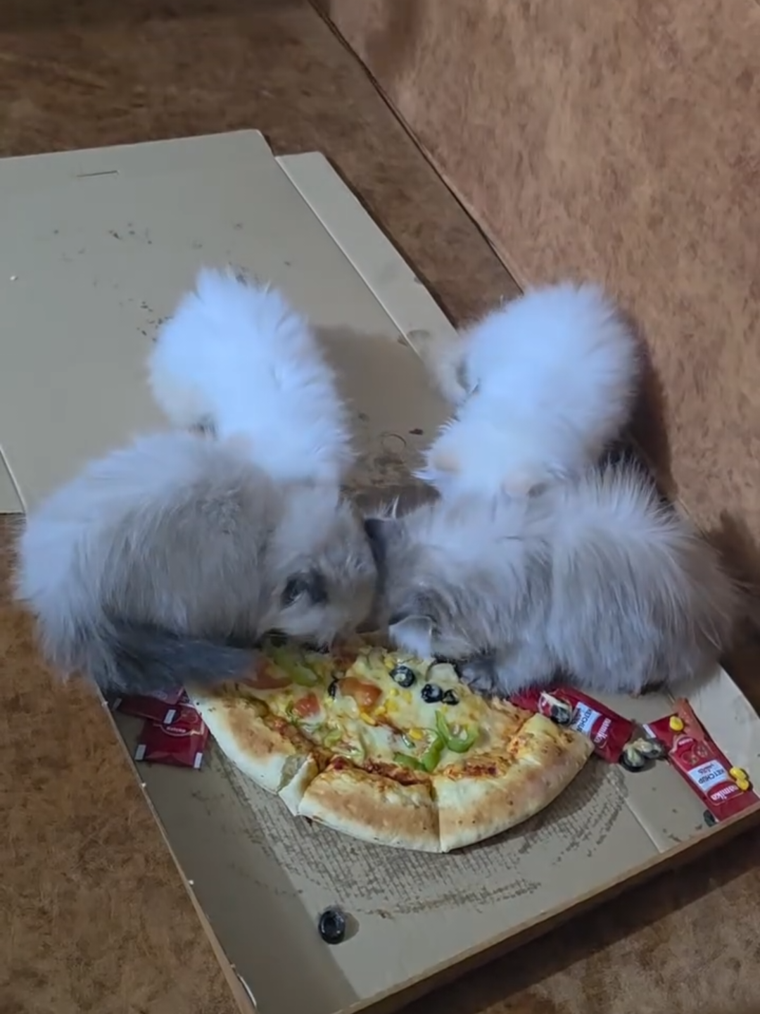 @Chonky World Of Cats