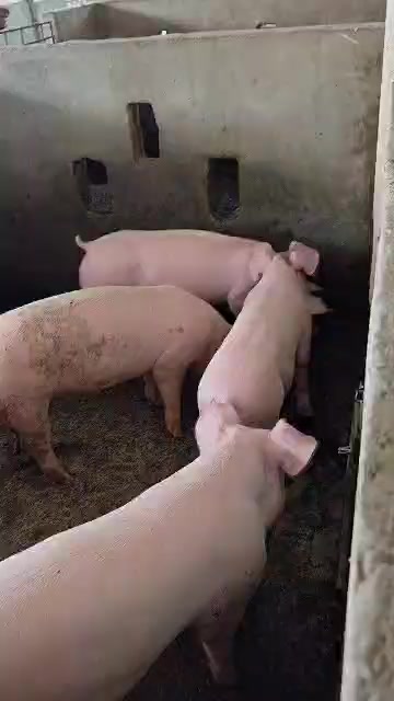 @W4 Pig Farm