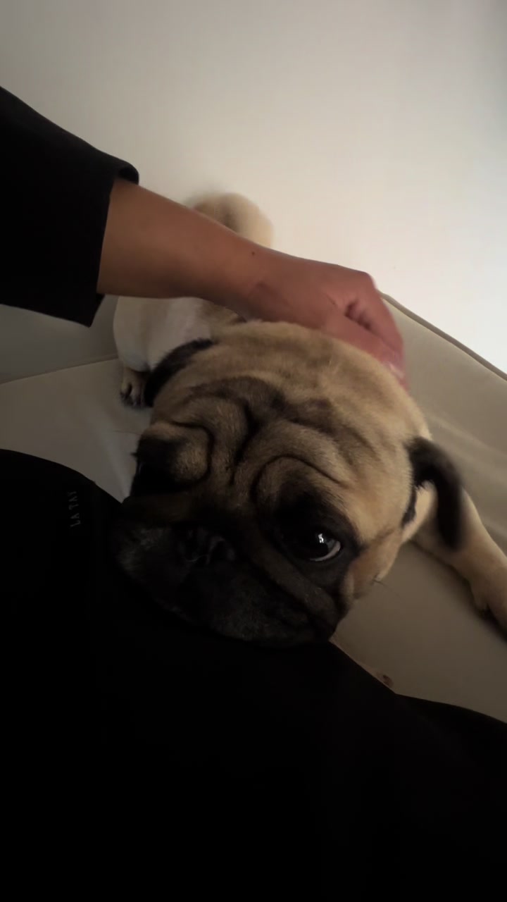 @pugSofyHarry