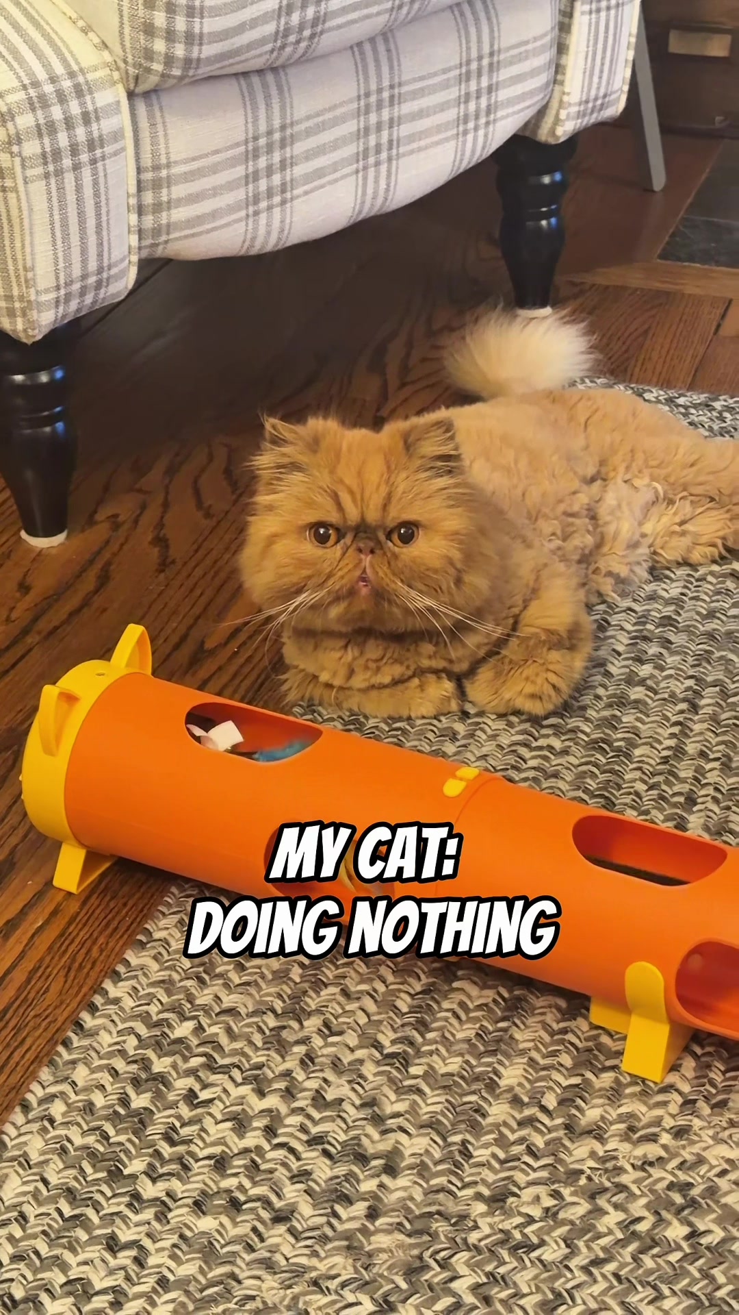 @Walter Bishop The Cat