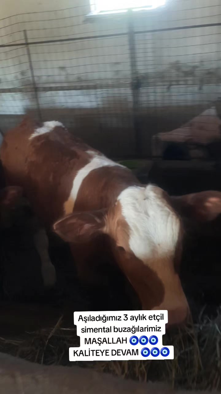 @sakip ekşi ( Deva Vet)