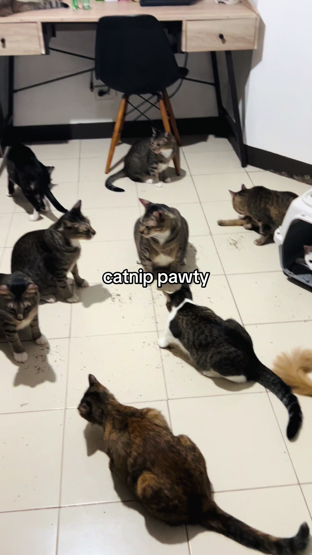 @17meows