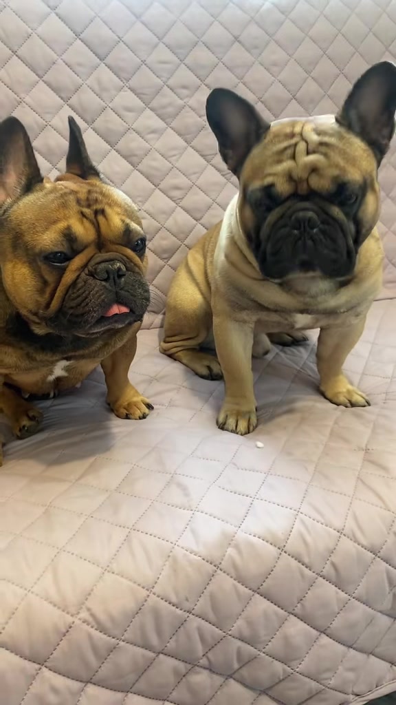 @_holly_bulls_