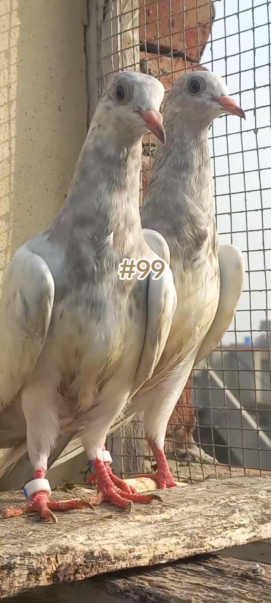 @Ranakasuripigeon