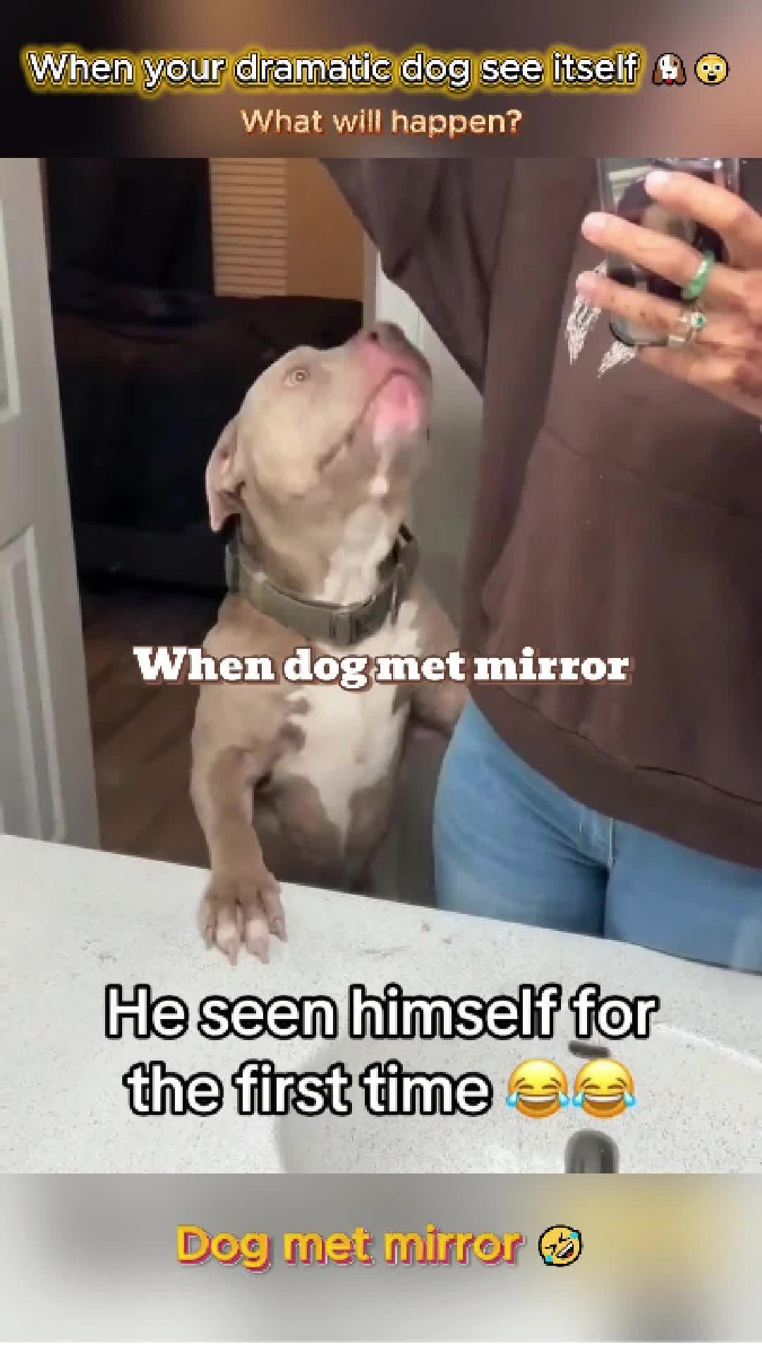 @pet.funny799