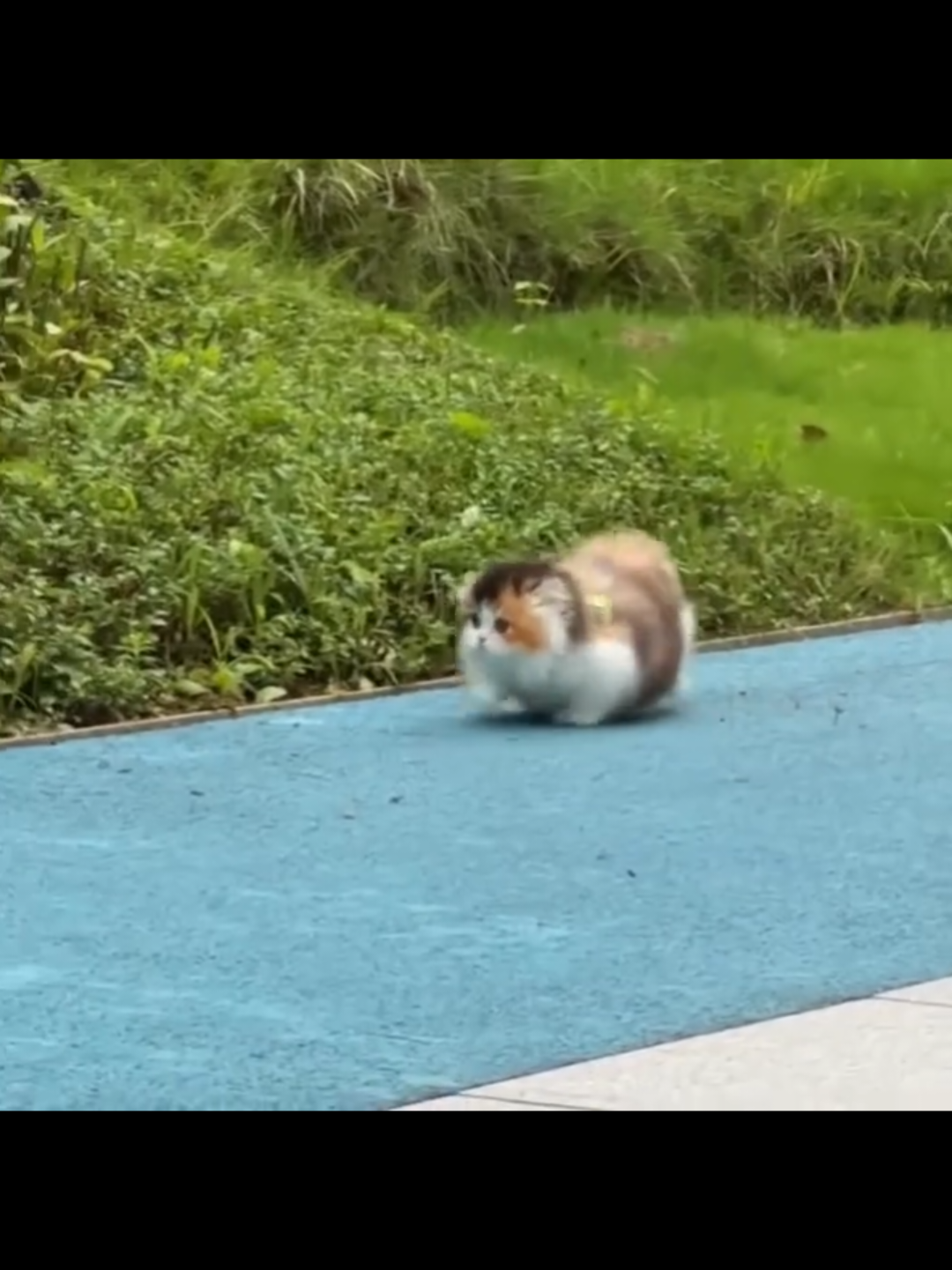 @Chonky World Of Cats