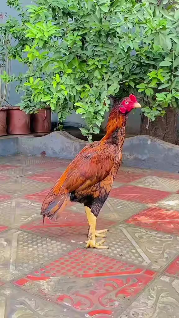 @🐓 ASEEL SHOK 🐓