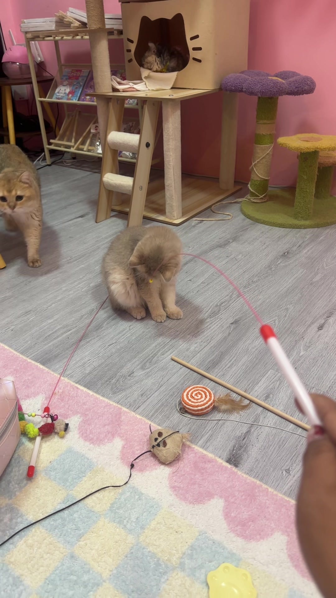 @hellokittygirl033๐ฑ๐