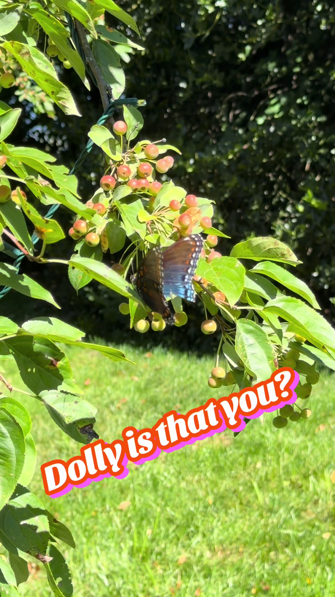 @LillyNDad