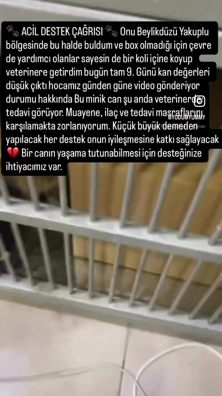 @yudummz_