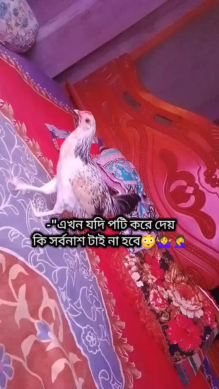 @🌸💕Ќʰ𝖆𝗱𝖎𝐣&alpha;-💕🌸