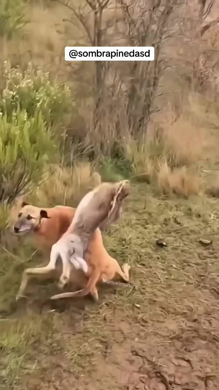@SOMBRAᴾᴵᴺᴱᴰᴬSD