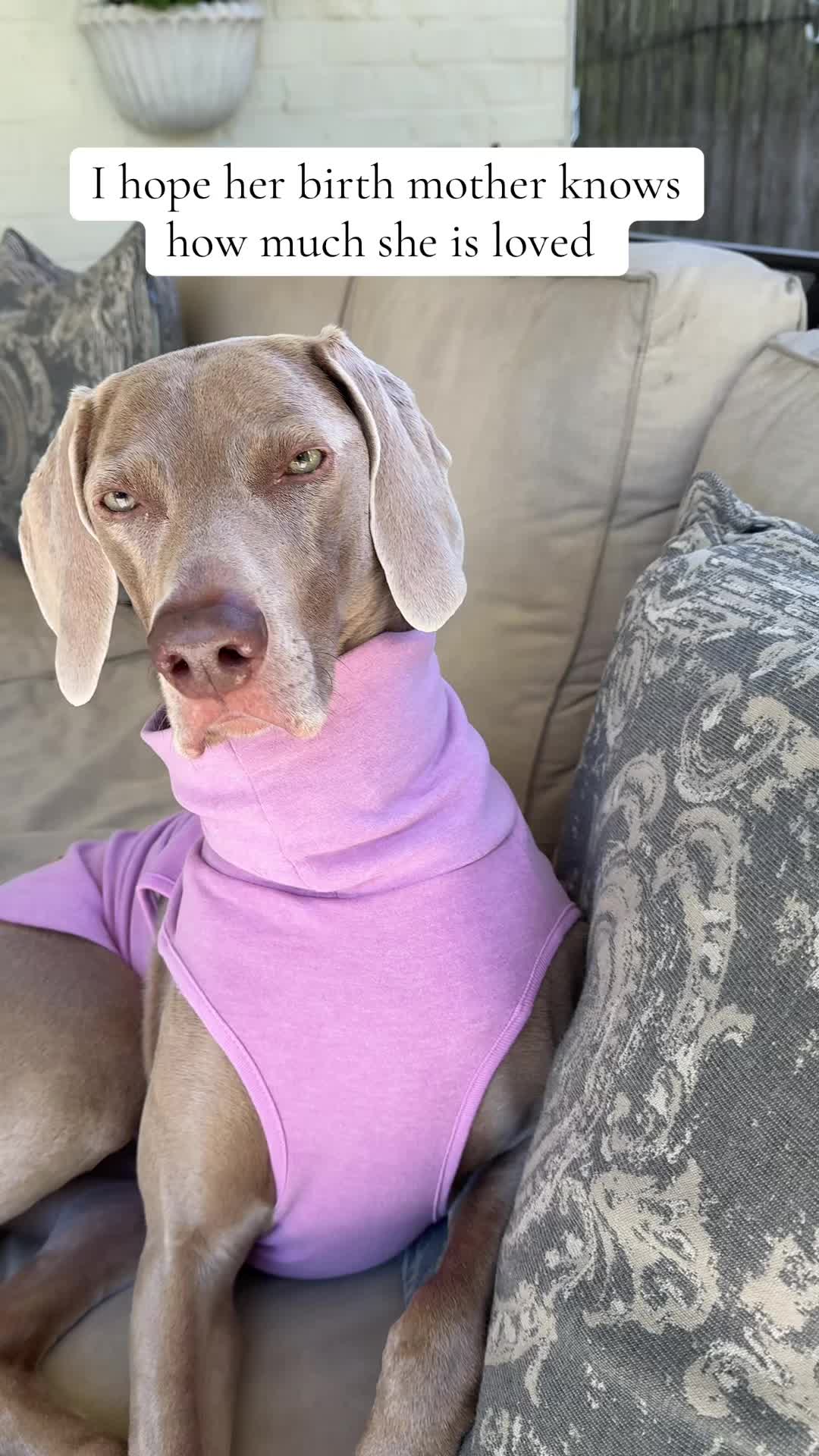 @Zoey the Weim